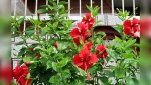 Natural Ayurvedic ingredients for homemade hair oil