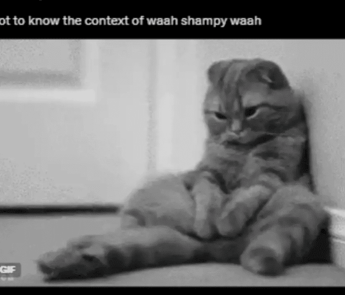The ‘Waah Shampy Waah’ meme is trending online, dividing netizens over its humor and moral message. Read how Instagram users are reacting and why the meme is viral news.