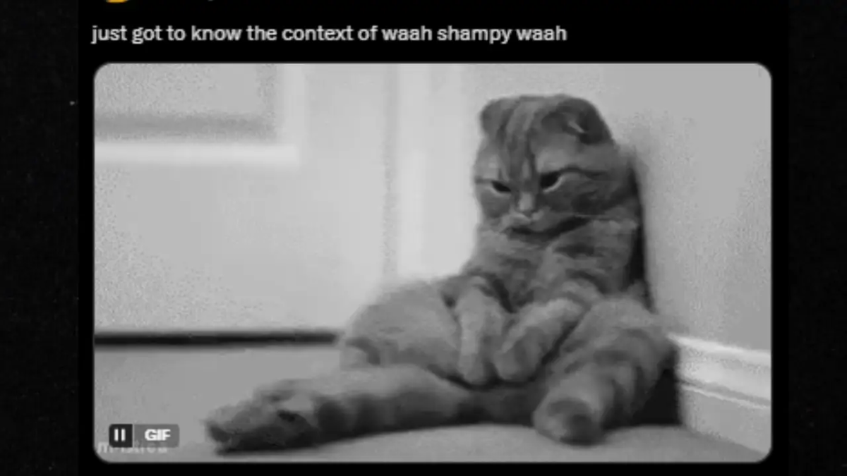 The ‘Waah Shampy Waah’ meme is trending online, dividing netizens over its humor and moral message. Read how Instagram users are reacting and why the meme is viral news.