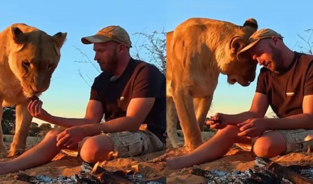 A man sits beside a calm lioness after her hunt, sharing meat by a small fire in the viral video that shows their rare bond in Botswana.