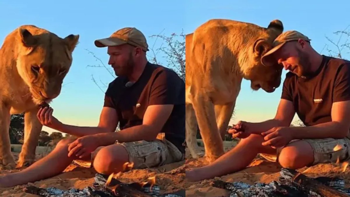 A man sits beside a calm lioness after her hunt, sharing meat by a small fire in the viral video that shows their rare bond in Botswana.