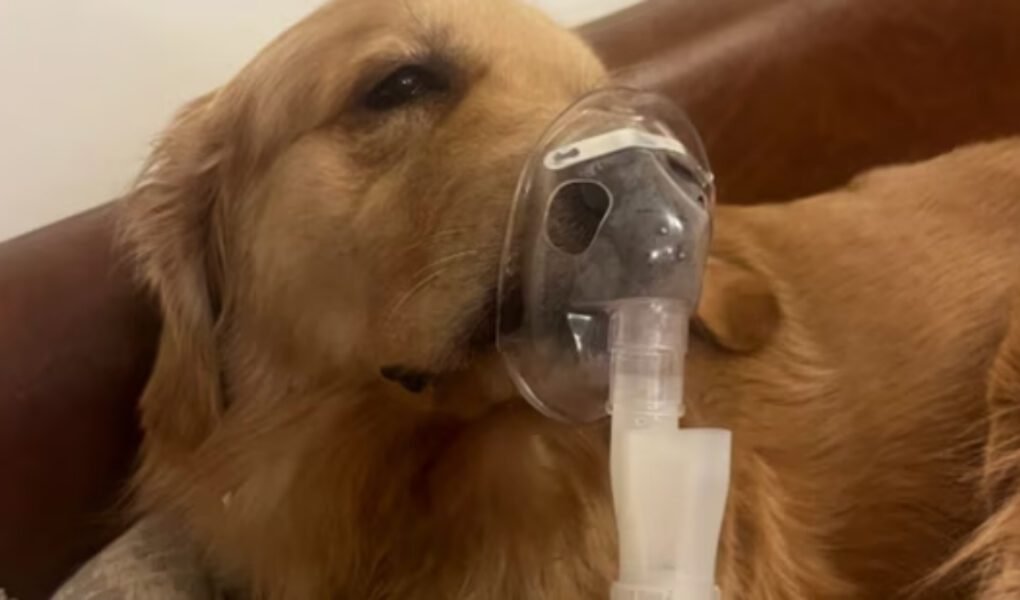 Close-up image of a Golden Retriever dog lying down and receiving treatment through a nebulizer mask over its snout, illustrating the devastating effect of **Delhi Air Pollution** on pets.