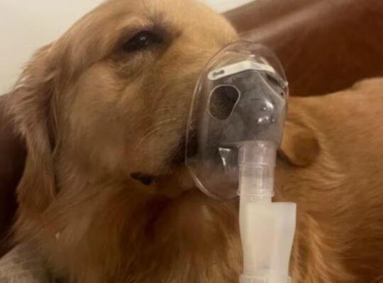 Close-up image of a Golden Retriever dog lying down and receiving treatment through a nebulizer mask over its snout, illustrating the devastating effect of **Delhi Air Pollution** on pets.