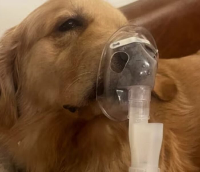 Close-up image of a Golden Retriever dog lying down and receiving treatment through a nebulizer mask over its snout, illustrating the devastating effect of **Delhi Air Pollution** on pets.