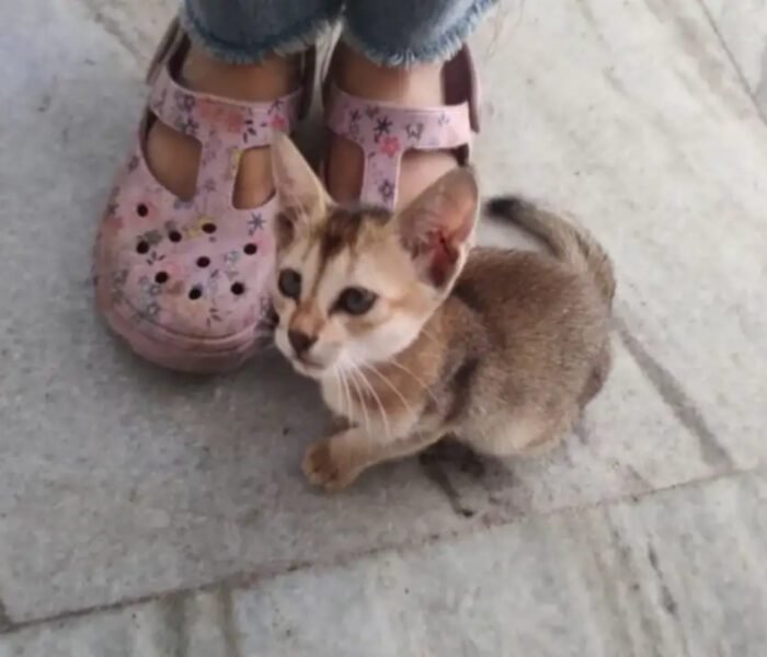 Close-up image of an adorable, small tan-and-brown tabby kitten sitting on a marble floor between the pink floral sandals of a child, related to the 'Wash Your Chappal' **viral video** story.
