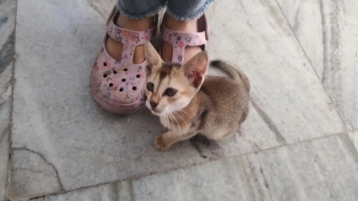 Close-up image of an adorable, small tan-and-brown tabby kitten sitting on a marble floor between the pink floral sandals of a child, related to the 'Wash Your Chappal' **viral video** story.