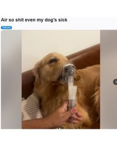 Viral social media post showing a Golden Retriever dog receiving oxygen or nebulizer treatment through a mask, with the owner's caption lamenting the severity of **Delhi Air Pollution** that caused the pet to get bronchitis.
